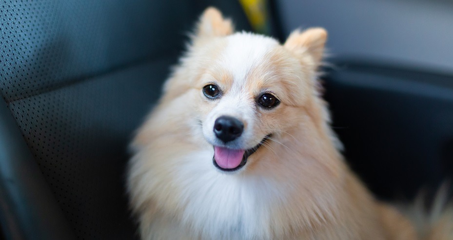Celebrating National Dog Day: Is Buying Pet Insurance Really Worth It?